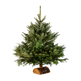 Sapin Nordmann naturel - Petit sapin avec bûche