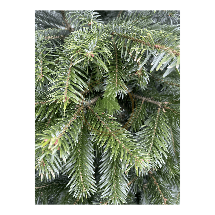 Sapin naturel Nordmann - Epines