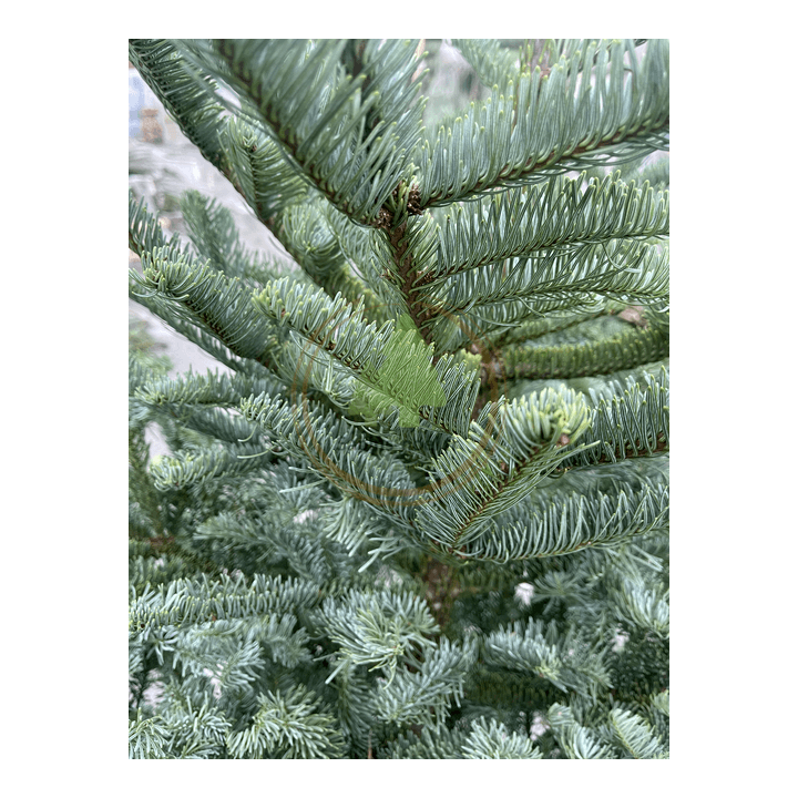 Sapin de Noël NOBILIS - Epines