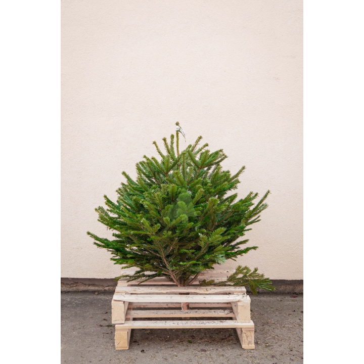 Sapin naturel Nordmann - Petit sapin sans pied
