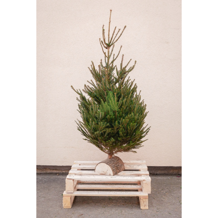 Sapin naturel Epicéa - Grand avec buche en bois