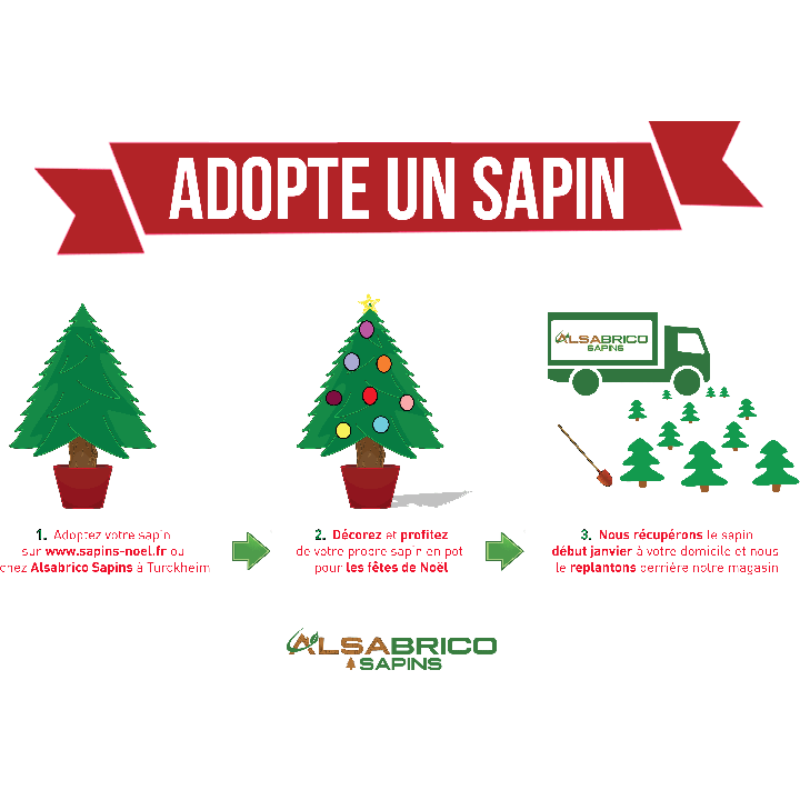 Adopte un sapin naturel NORDMANN en pots - 1M