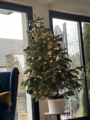 En pot près d’une baie vitrée, lumières chaudes. — Sapin Nordmann en pot