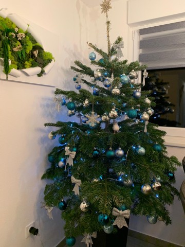 Boules bleu canard, turquoise et argent, nœuds blancs. — Sapin Nordmann en pot