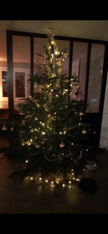 Illuminé le soir, devant une verrière. — Sapin Nordmann naturel