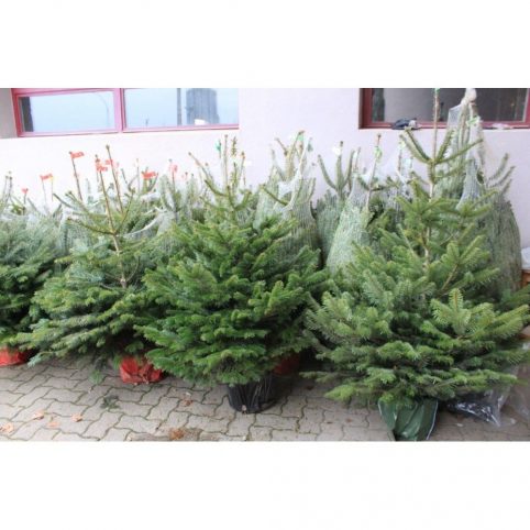 Lot de sapins Nordmann en pot livrés pour une association